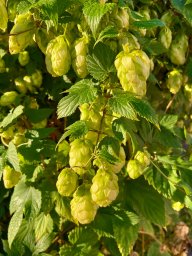 Hopfen