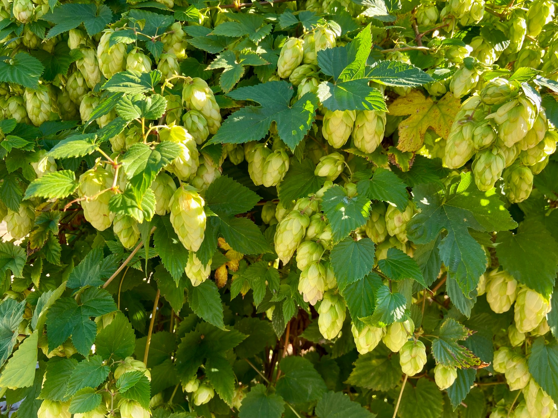 Hopfen