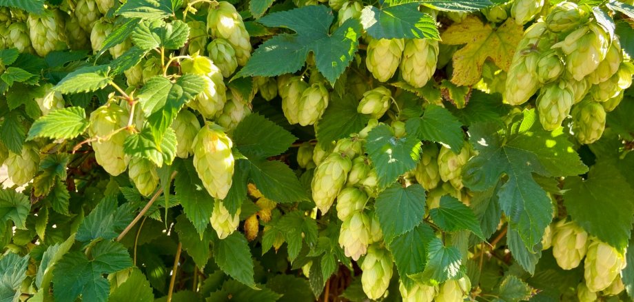 Hopfen